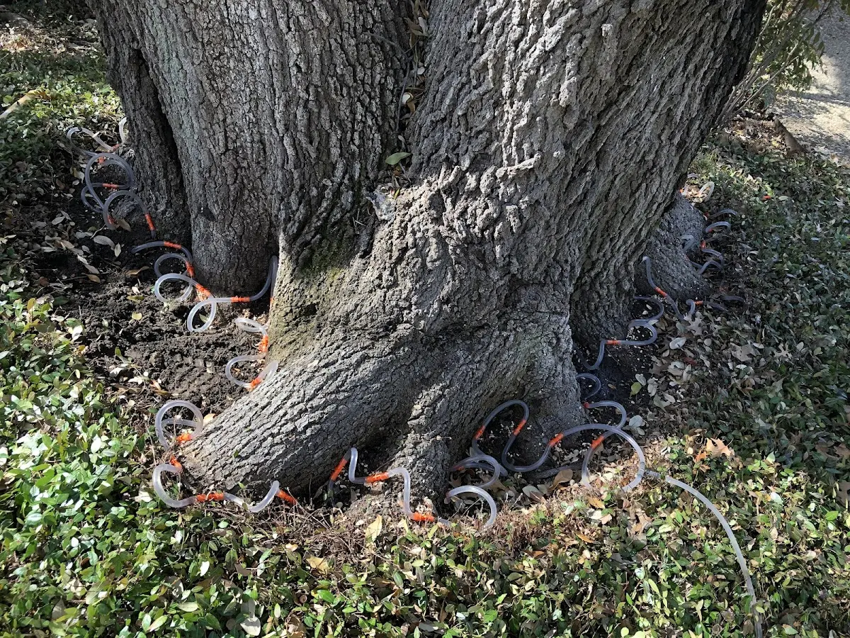Detailed Tree Cabling and Bracing job site in Pisgah Forest