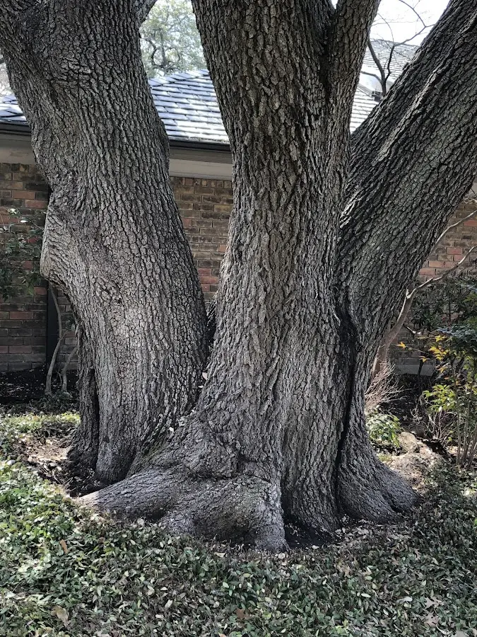 Mature heritage tree close to a Pisgah Forest property cared for by certified arborists